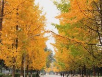 四川大學師范學院望江校區(qū)歷年招生錄取分數(shù)線