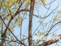 湖南大學(xué)師范學(xué)院南校區(qū)2023年怎么樣、好不好