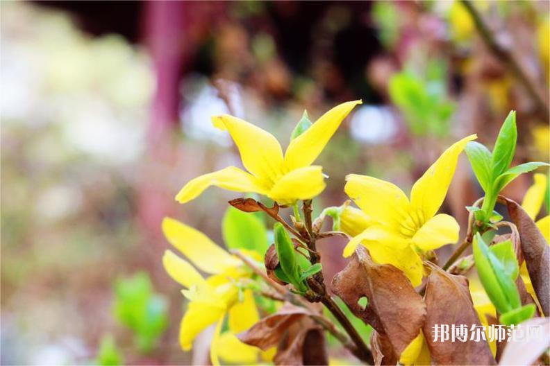 海南師范大學(xué)2023年報(bào)名條件、招生要求、招生對(duì)象 