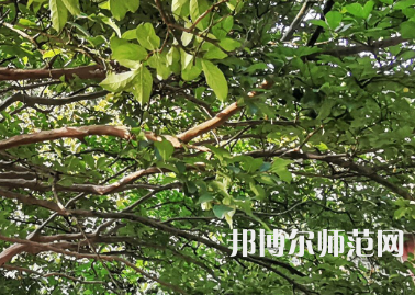 湖南師范大學(xué)2023年報(bào)名條件、招生要求、招生對象