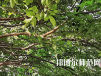 湖南師范大學(xué)2023年報名條件、招生要求、招生對象