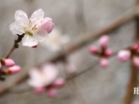 成都錦城師范學(xué)院2023年學(xué)費(fèi)、收費(fèi)多少